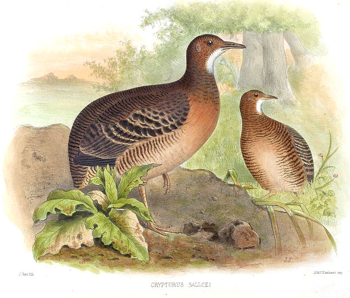 Crypturellus cinnamomeus