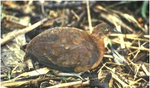 Crypturellus duidae