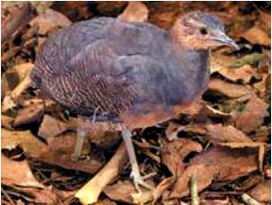 Crypturellus noctivagus