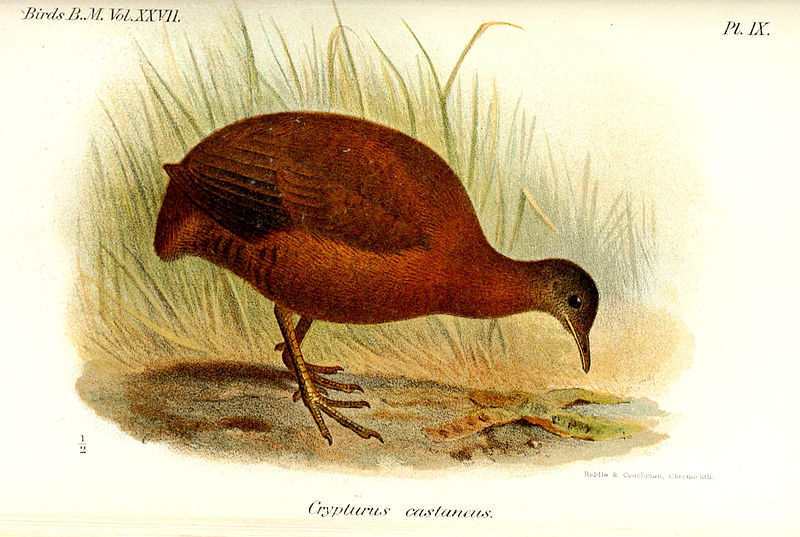 Crypturellus obsoletus