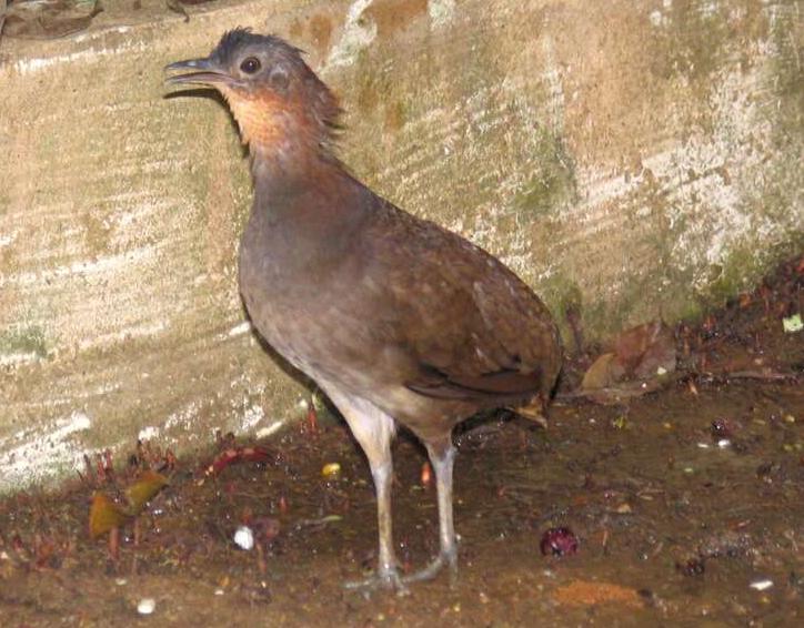 Crypturellus strigulosus