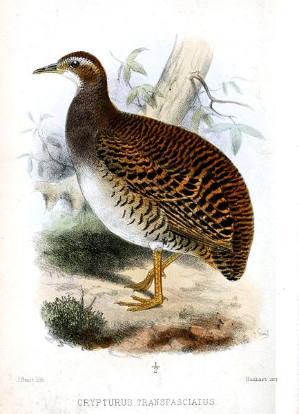 Crypturellus transfasciatus