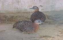 Crypturellus variegatus