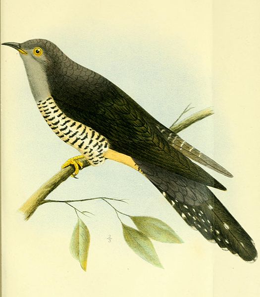 Cuculus rochii