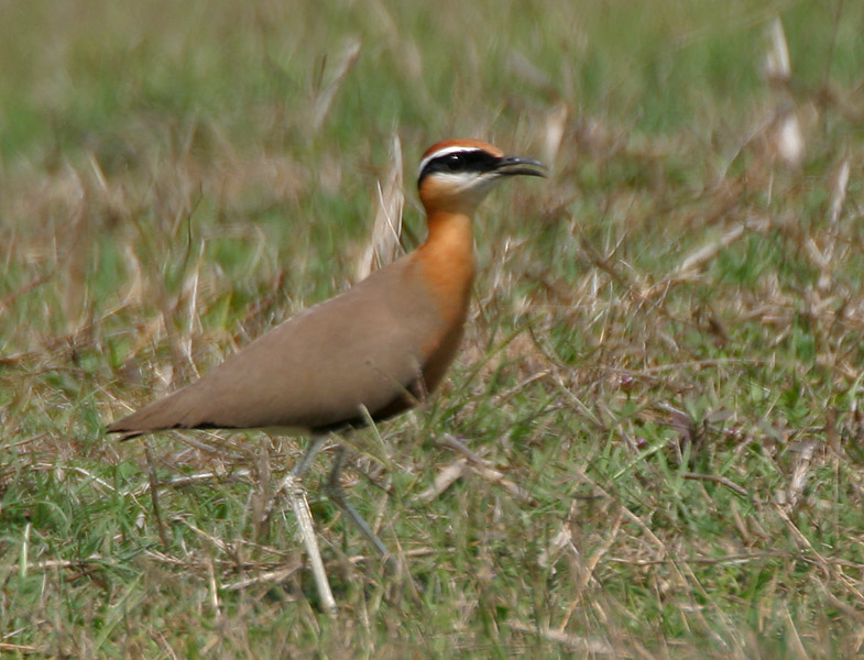 Cursorius coromandelicus