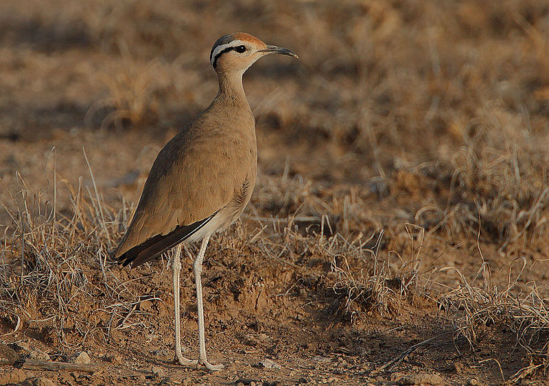 Cursorius somalensis