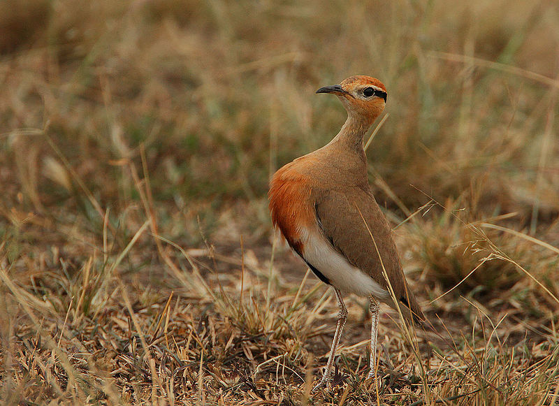Cursorius temminckii