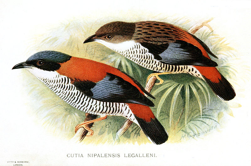 Cutia nipalensis