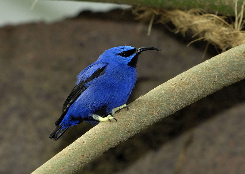 Cyanerpes caeruleus