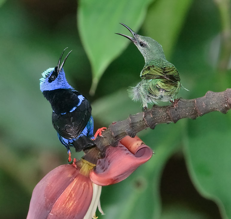 Cyanerpes cyaneus
