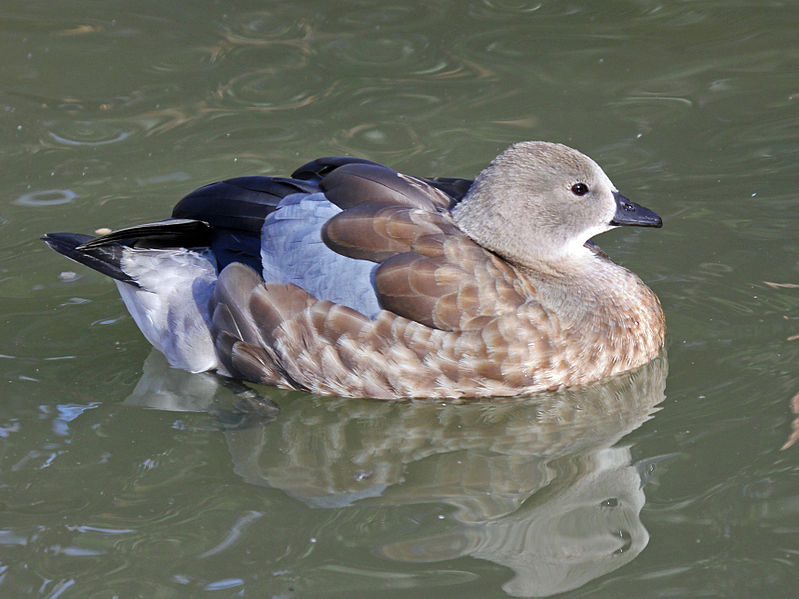 Cyanochen cyanoptera