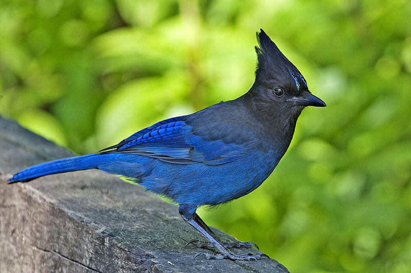 Cyanocitta stelleri