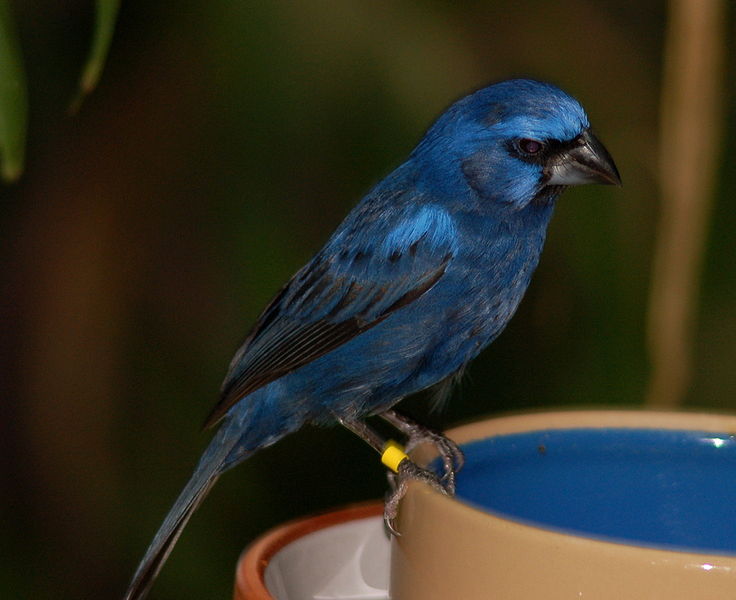 Cyanocompsa brissonii