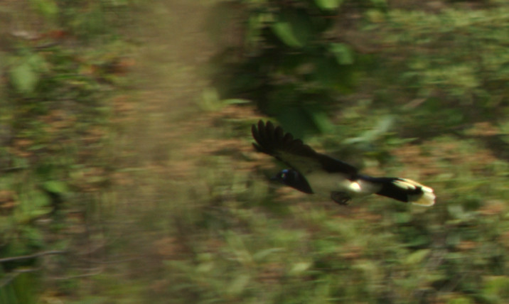 Cyanocorax affinis