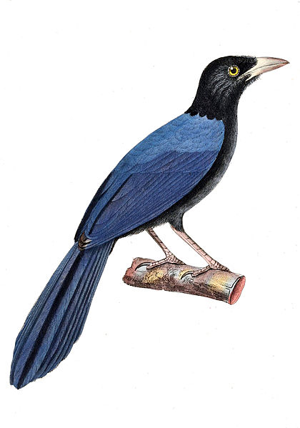 Cyanocorax beecheii
