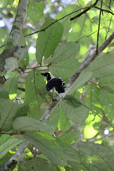 Cyanocorax cayanus
