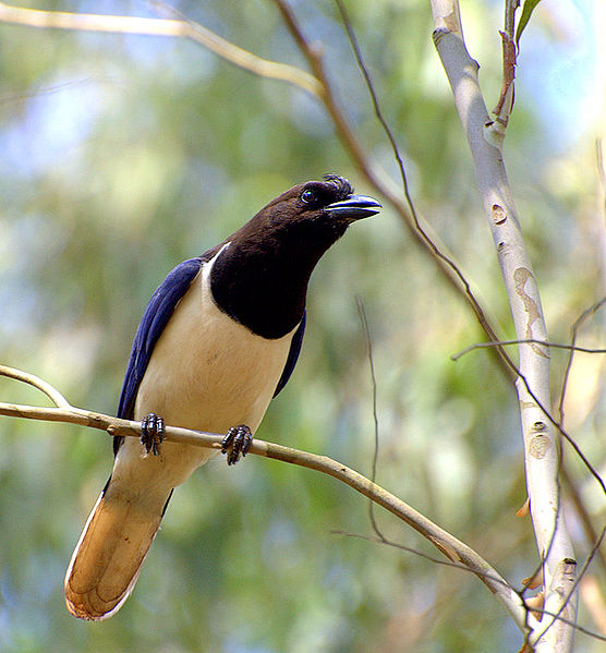Cyanocorax cristatellus