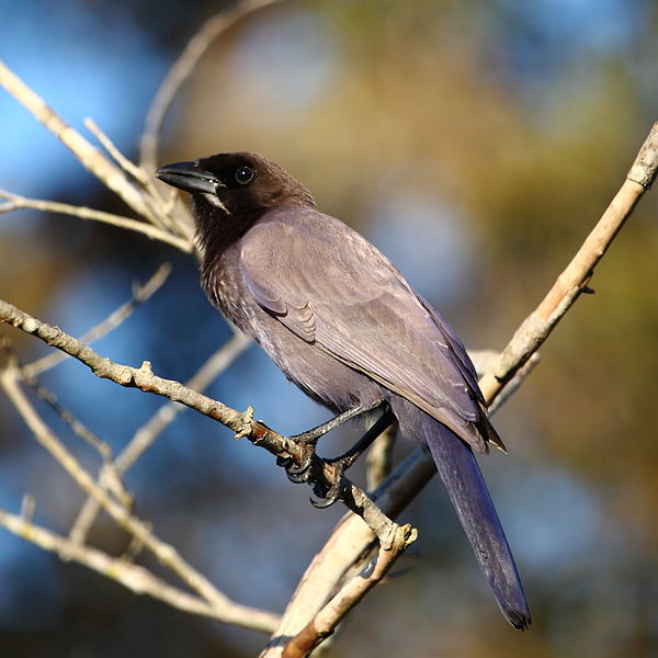 Cyanocorax cyanomelas