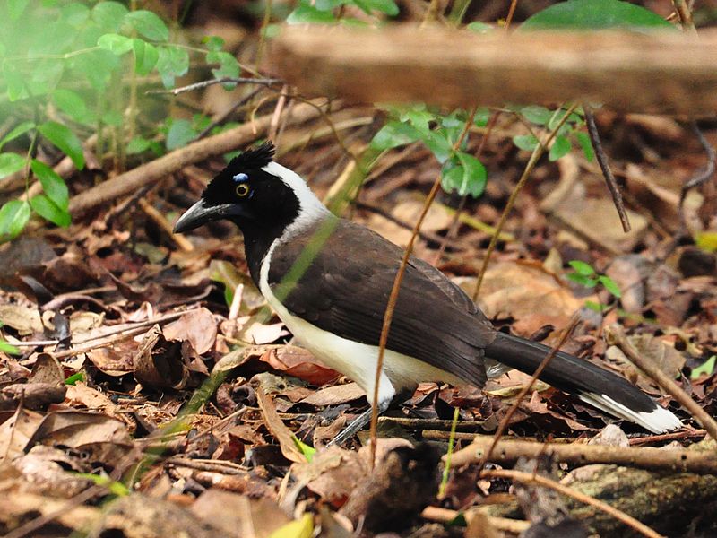 Cyanocorax cyanopogon