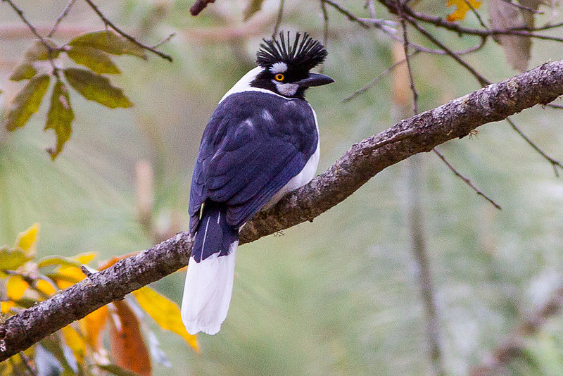 Cyanocorax dickeyi
