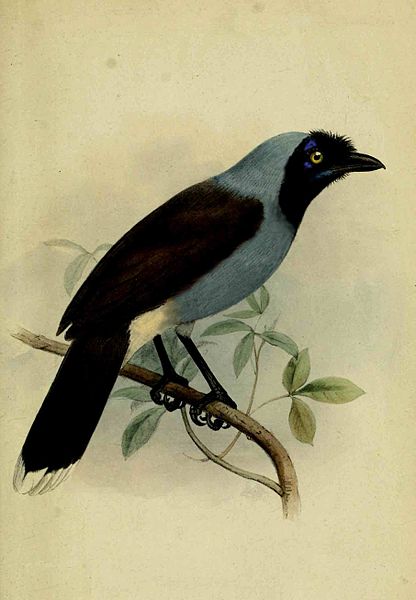 Cyanocorax hafferi