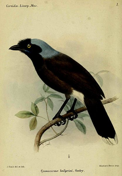 Cyanocorax heilprini