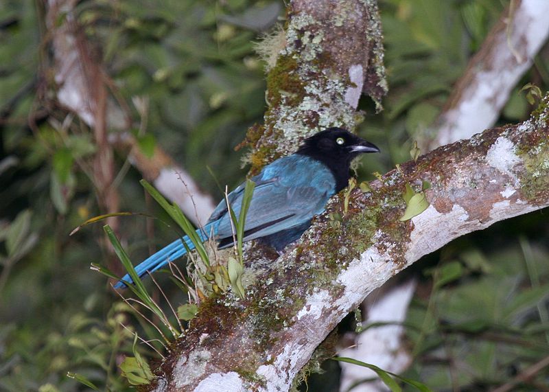 Cyanocorax melanocyaneus