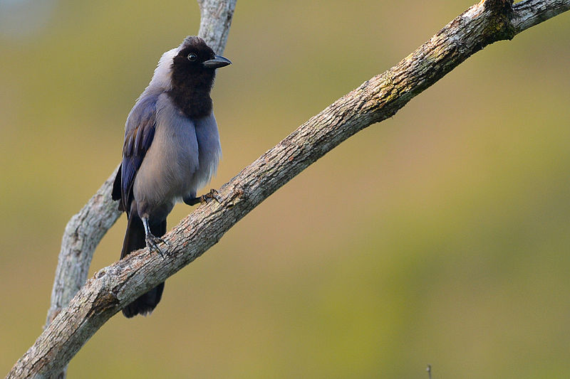 Cyanocorax violaceus
