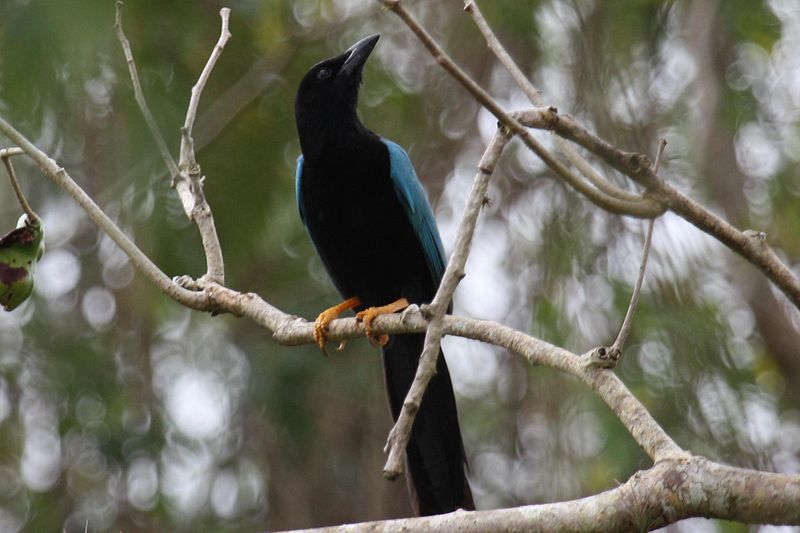 Cyanocorax yucatanicus