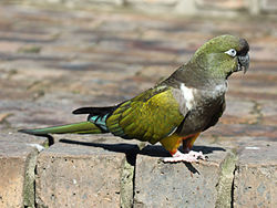 Cyanoliseus patagonus