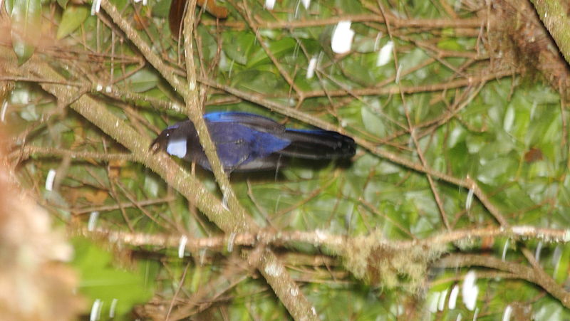 Cyanolyca argentigula