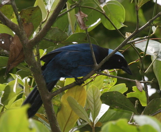 Cyanolyca cucullata