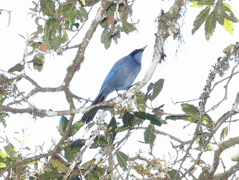 Cyanolyca nana