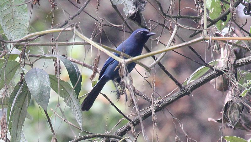 Cyanolyca pumilo