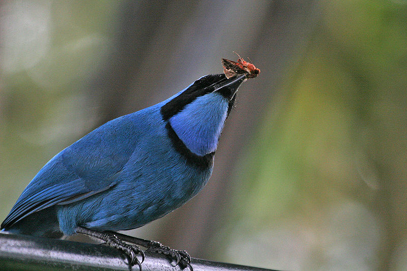 Cyanolyca turcosa