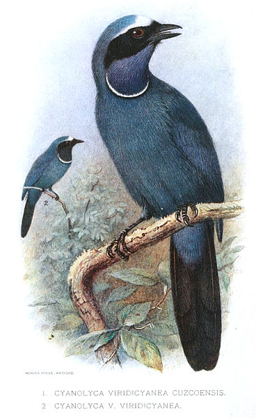 Cyanolyca viridicyanus