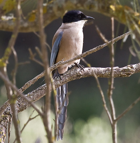 Cyanopica cooki