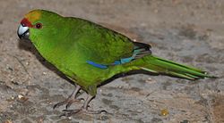 Cyanoramphus auriceps