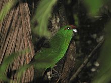 Cyanoramphus cookii