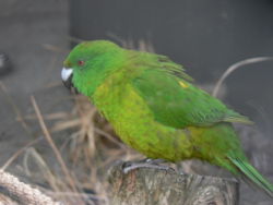 Cyanoramphus unicolor