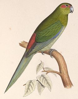 Cyanoramphus zealandicus