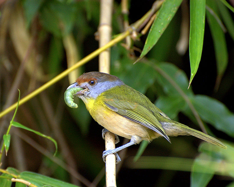 Cyclarhis gujanensis