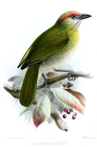 Cyclarhis nigrirostris