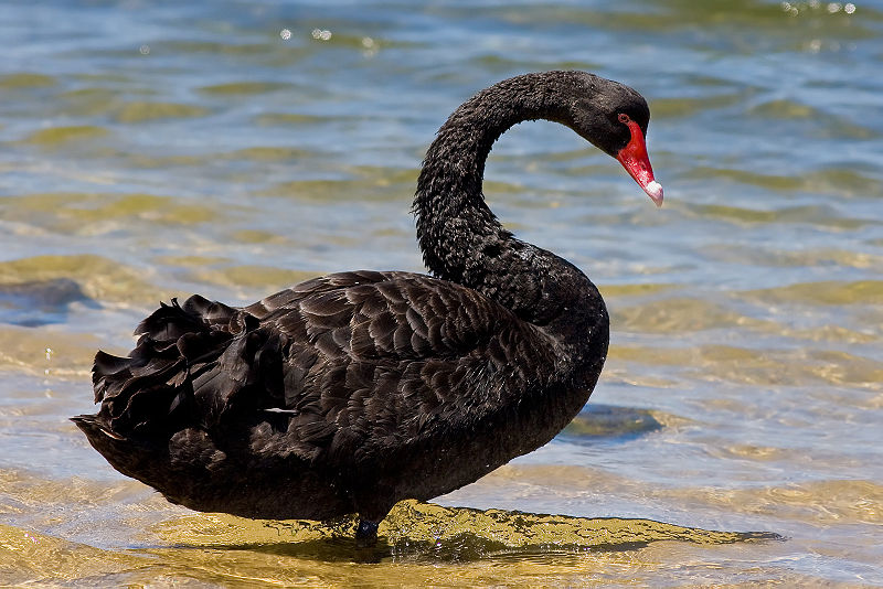 Cygnus atratus