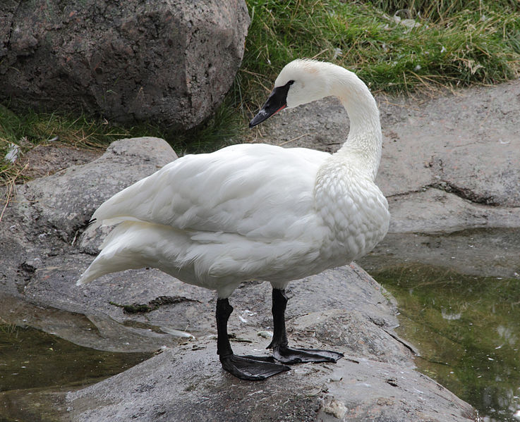 Cygnus buccinator