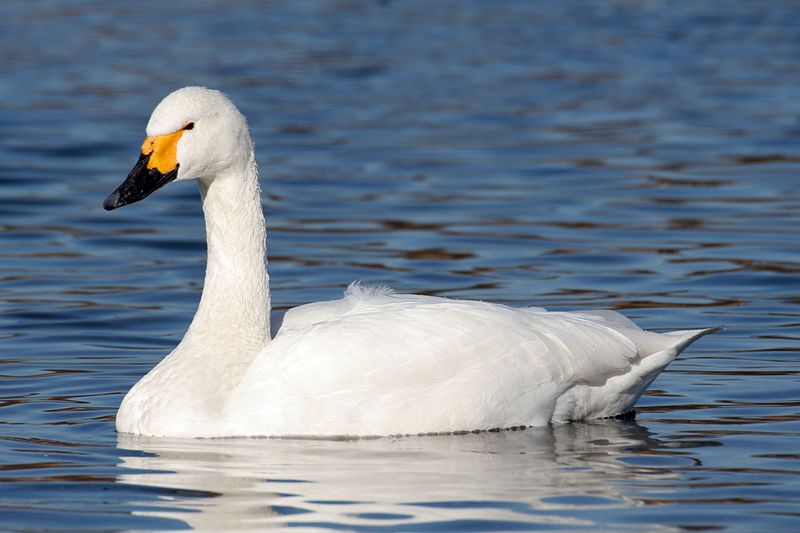 Cygnus columbianus