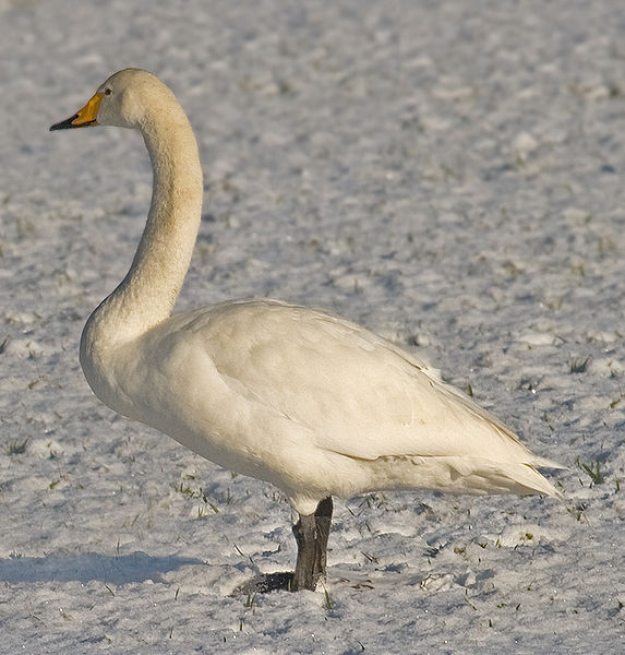 Cygnus cygnus