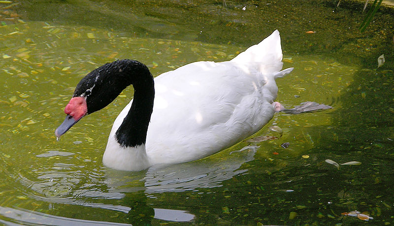 Cygnus melancoryphus