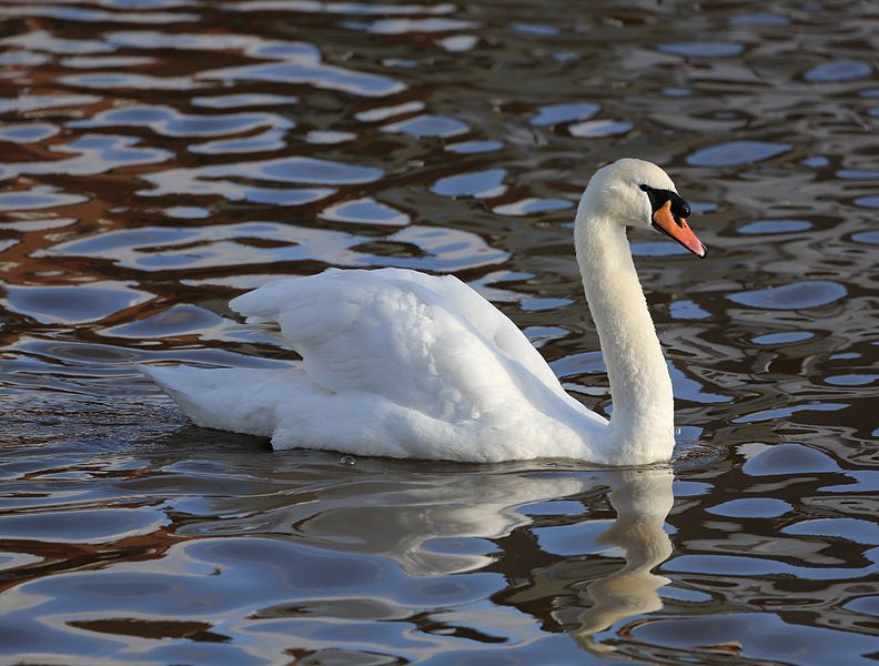 Cygnus olor