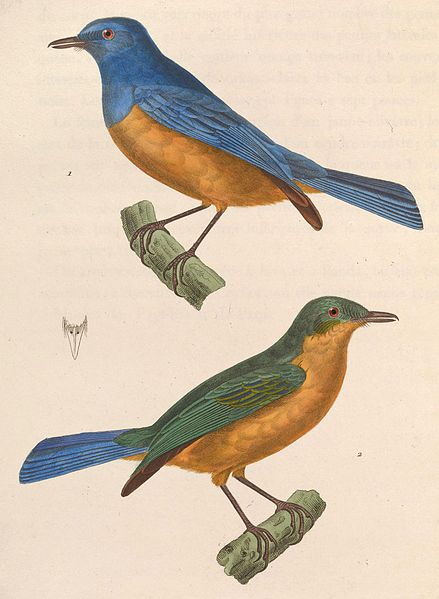 Cyornis hyacinthinus
